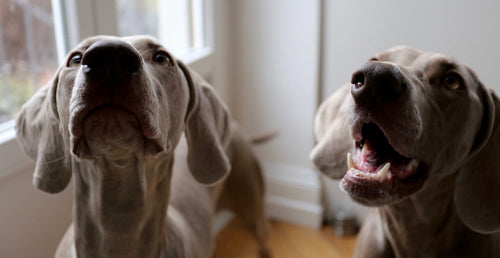 Dog Sitters in Newcastle