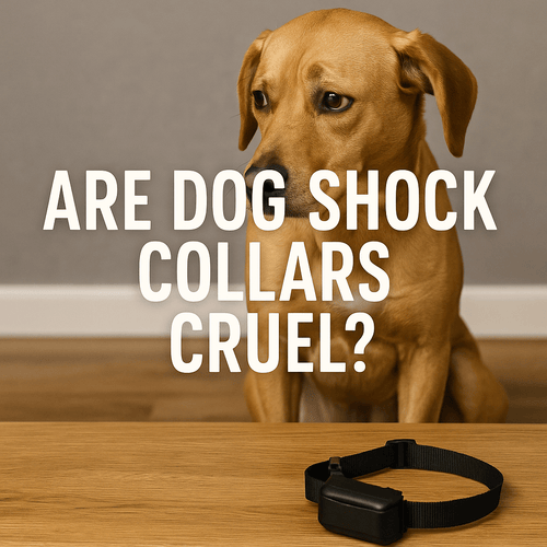 A tan Labrador-type dog sitting indoors, looking away from a black shock collar lying on the floor in front of it, under the words Are Dog Shock Collars Cruel?