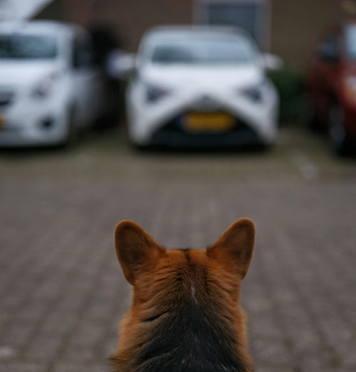 best pet transport in Birmingham, Nottingham