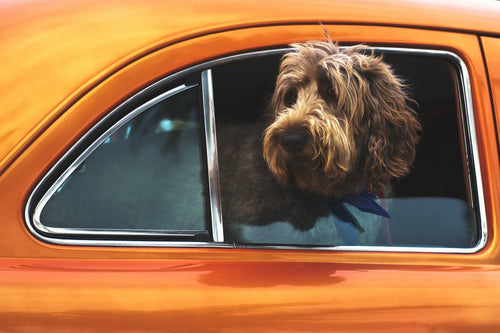 The Best Pet Transport Companies in Scotland