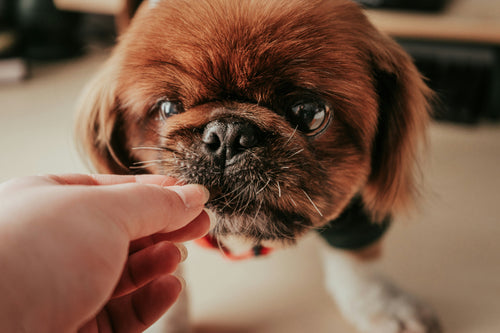 Looking for Dog Groomers Near Me in Bristol