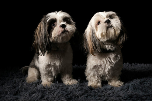 Dog Groomers Near Me in York
