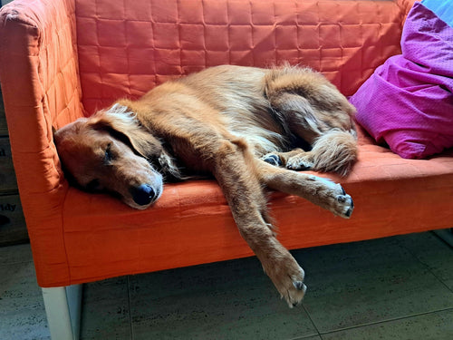 Best Dog Sitters in Edinburgh: