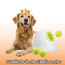 2.5 - Inch Tennis Balls for Dogs – 6 - Pack | Compatible with Maxi Automatic Ball Launcher | Ideal for Large Breeds (6.5cm Diameter) Animals & Pet Supplies