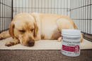 prenatal vitamins for dogs,
pregnancy vitamins for dogs