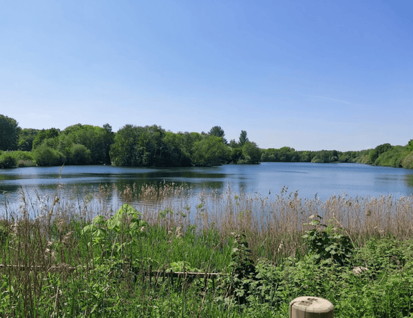 10 Best Dog Swimming Spots in Manchester