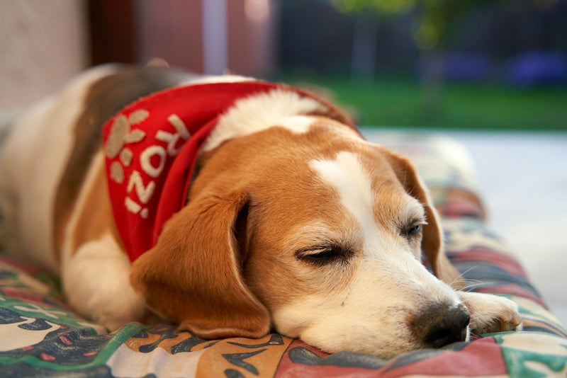 12 Best Calming Treats for Dogs Natural Anti Stress Bites (UK edition) - Calmshops.co.uk