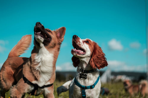 Best Dog Sitters in Glasgow