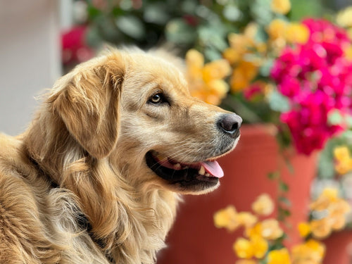 Best Dog Sitters in Peterborough