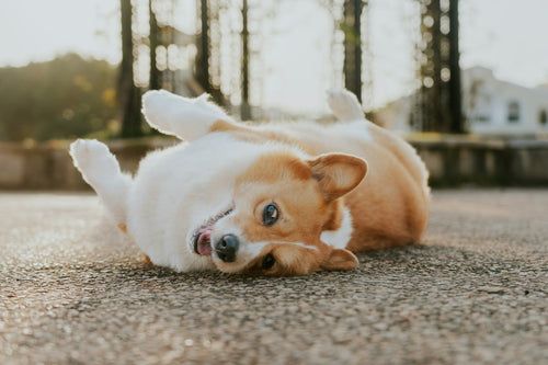 Best Dog Sitters in Southend-on-Sea