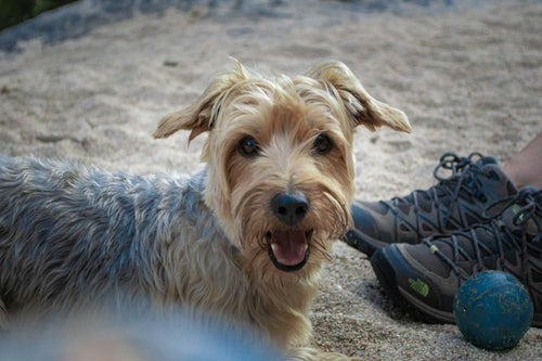 The 5 Best Dog Sitters in Newport for 2026: Trusted, Licensed & Local