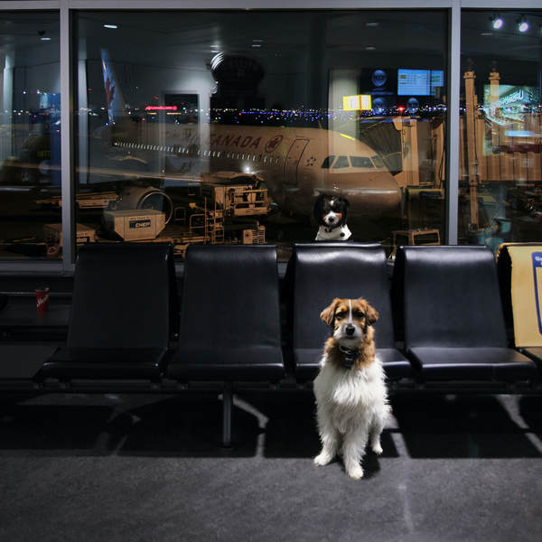 Traveling to the EU with My Dog: A Comprehensive Guide