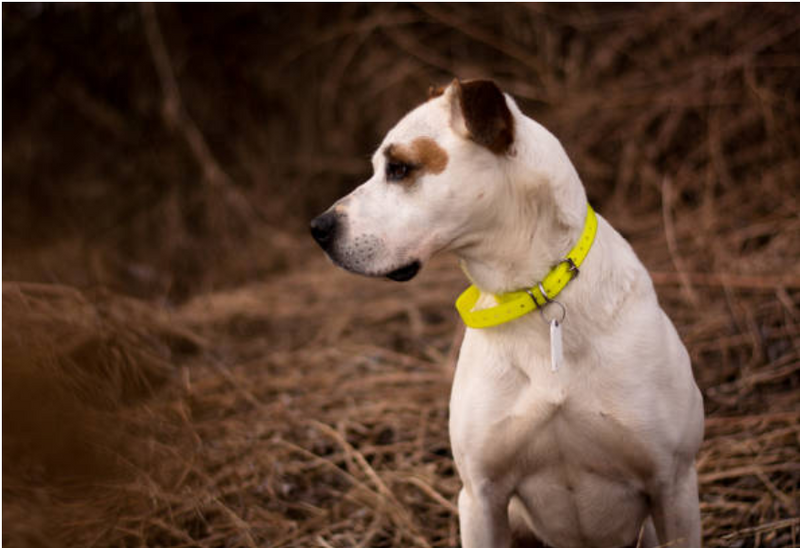 Can a dog electric collar help with your new puppy?