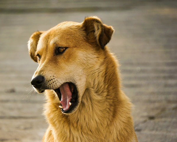 Aggression in Dogs: Using Citronella Spray Collars as a Gentle Deterrent
