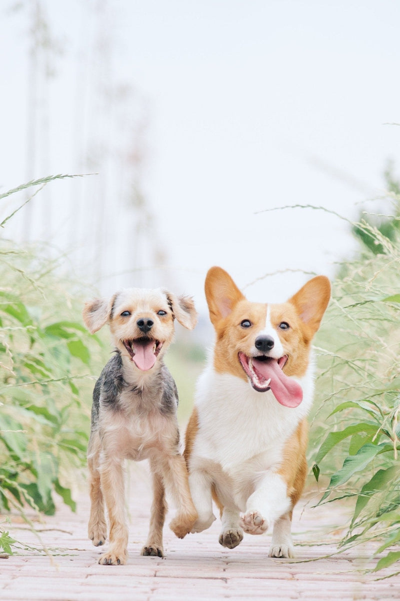 Are Electric dog collars safe for your dog? -