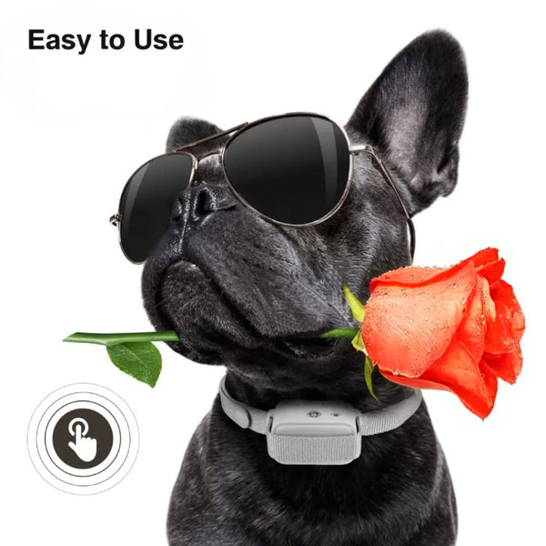 Are the Citronella Dog Collars effective?