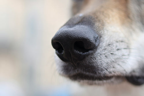 Dog Aromatherapy