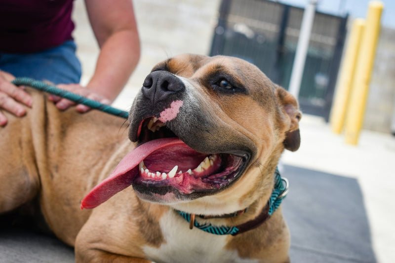 Best Dog Adoption and Dog Rescue Centers in Manchester: Top 10 Places - Calmshops.co.uk