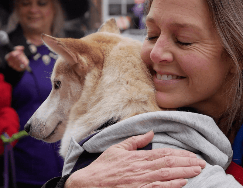 Best Dog Adoption Centers and Animal Rescue Organizations in Chicago - Calmshops.co.uk