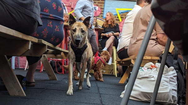 Best Dog Groomers near me in London