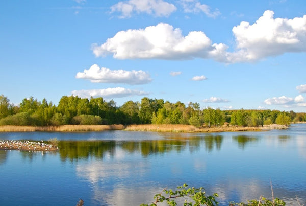 Best Dog Swimming Spots in Lincolnshire: Top 5 Refreshing Escapes for Water-Loving Pups