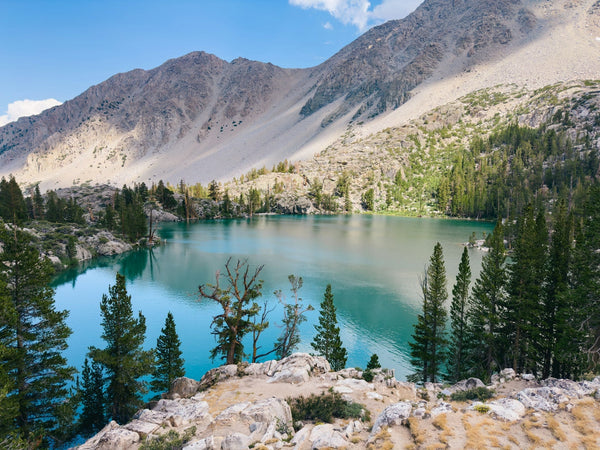 Best Dog Swimming Spots in Montgomeryshire: Top 5 Picturesque Spots for Water-Loving Pups