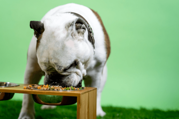 Best Health Benefits of Fresh Dog Food: Why Your Dog Deserves Better Than Kibble