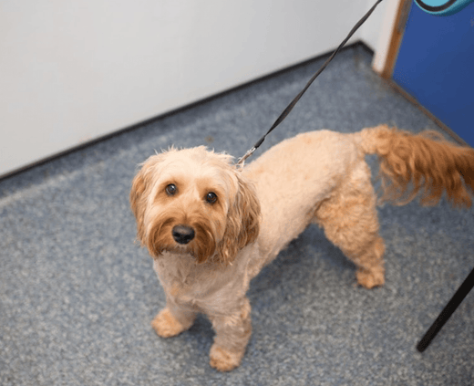 Best Vets in Buckinghamshire: Trusted Care for Your Pets - Calmshops.co.uk