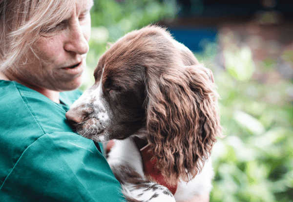 Best Vets in Cumbria: Expert Care for Your Pets
