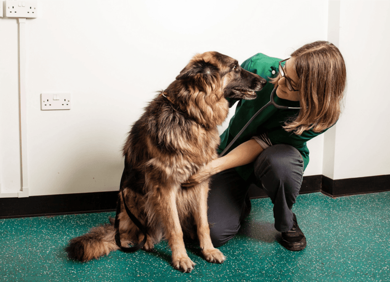 Best Vets in Durham: Dedicated Care for Your Pets - Calmshops.co.uk