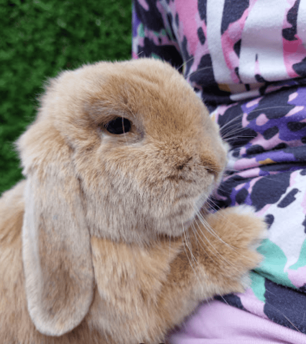 Best Vets in Essex: Top-Tier Care for Your Pets