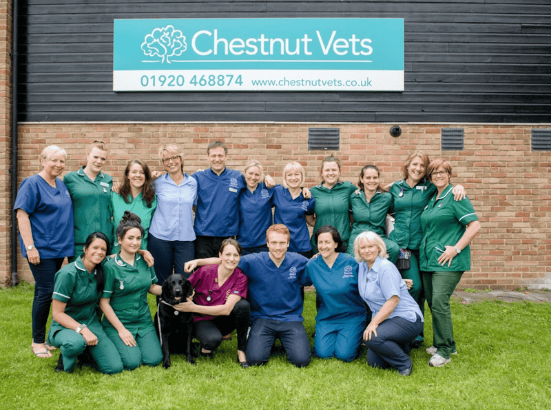 Best Vets in Hertfordshire: Exceptional Care for Your Pets - Calmshops.co.uk