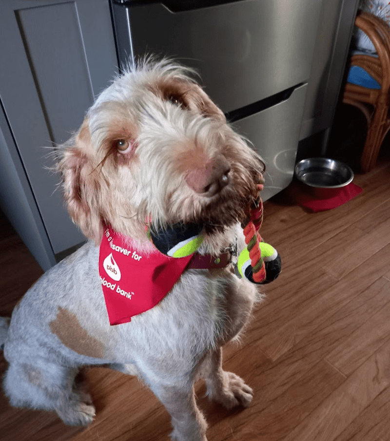 Best Vets in Lancashire: Comprehensive Care for Your Pets