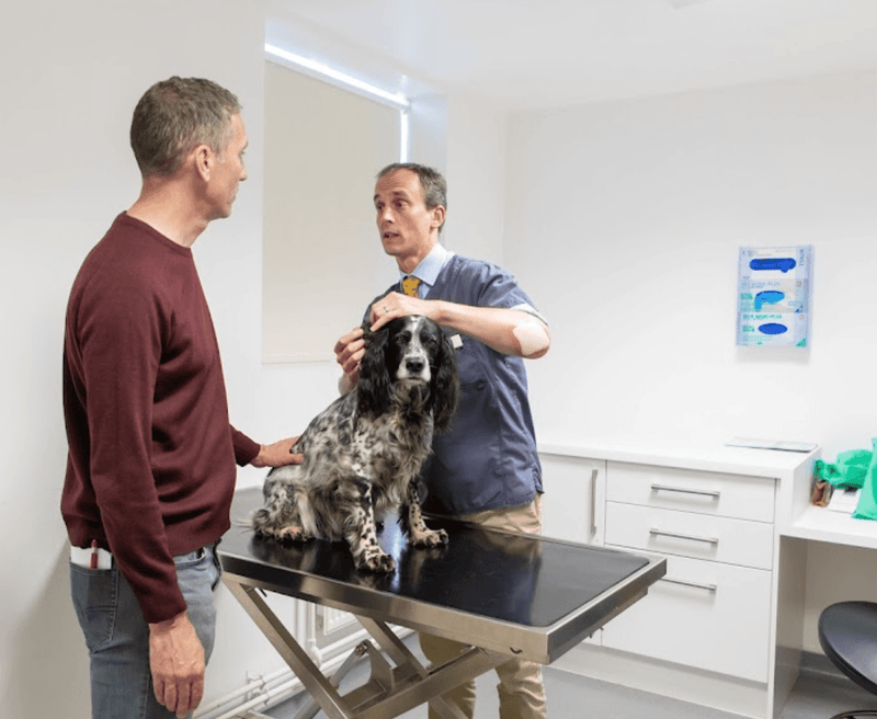 Best Vets in Surrey: Premium Care for Your Pets