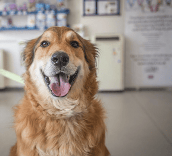 Best Vets in Sussex: Exceptional Care for Your Pets