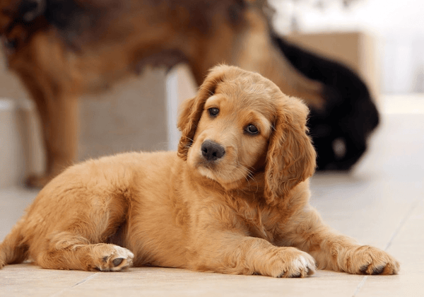 Best Vets in Wiltshire: Outstanding Care for Your Pets