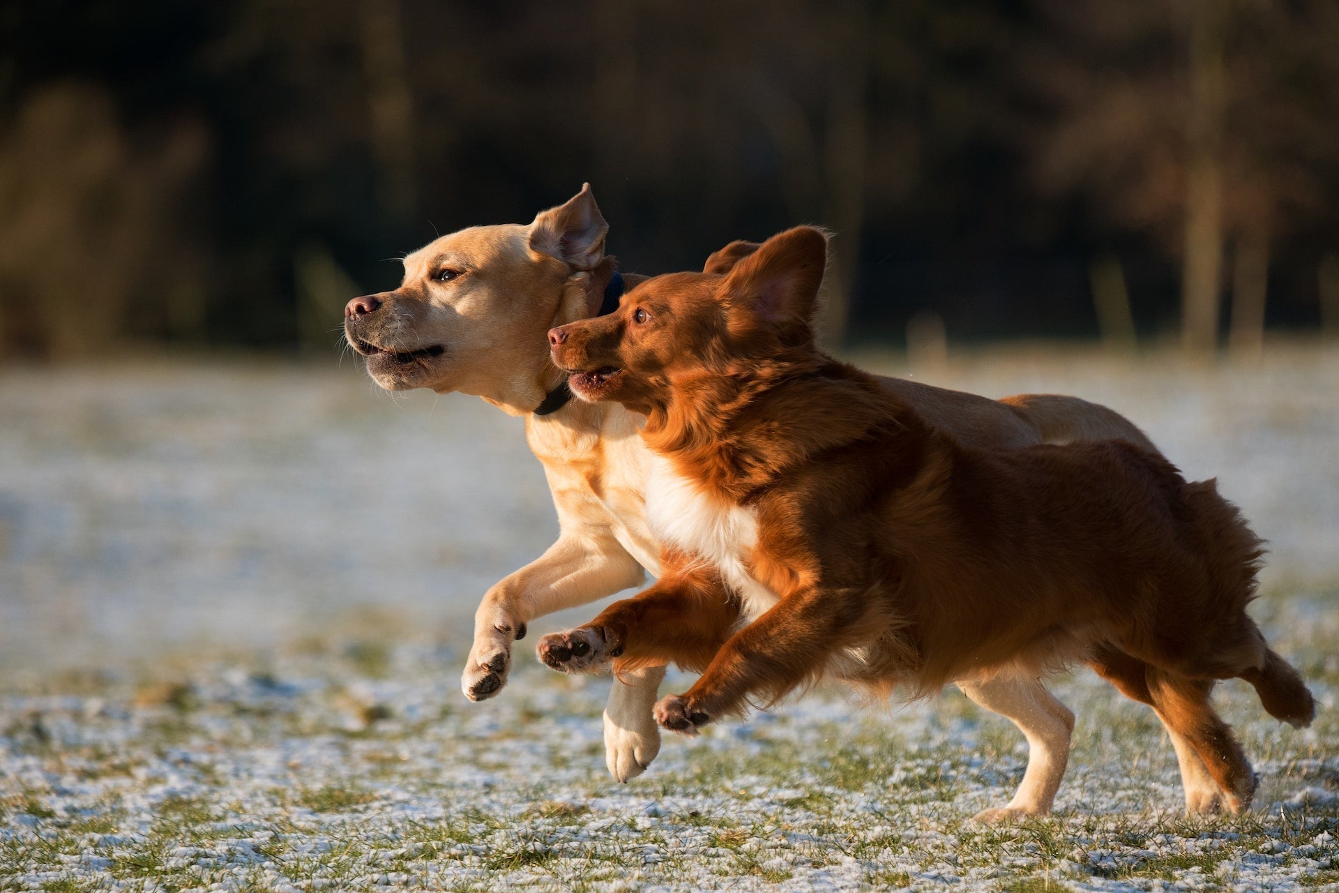 Best Way to Walk Two Dogs Using Dual Dog Double Lead
