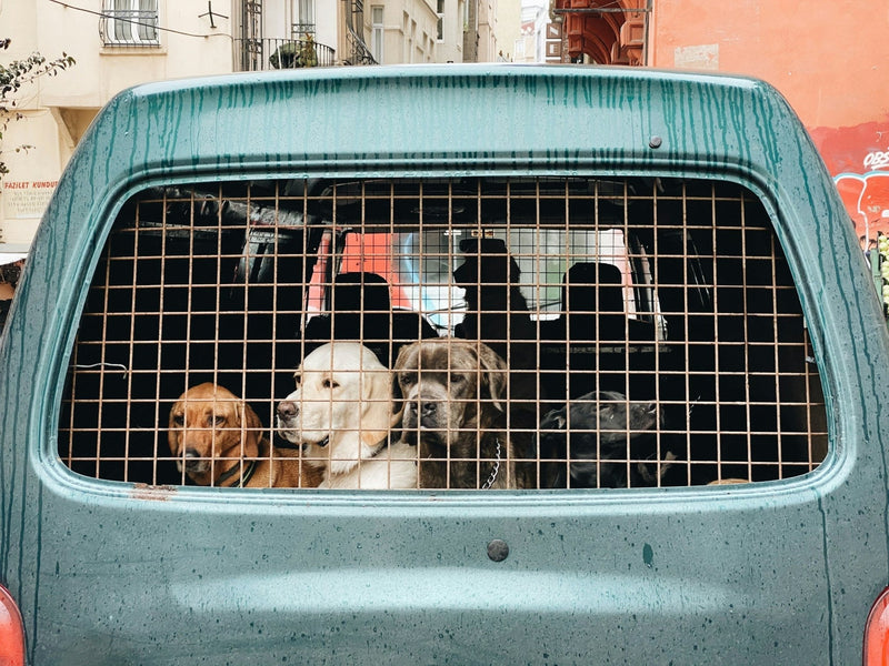 Car Seat Dog Covers or Dog Crates? Are Dog Crates Cruel? - Calmshops.co.uk