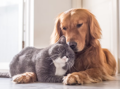 Best Dog Sitters in Gloucester