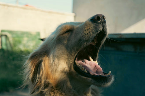 Why Is My Dog Coughing?