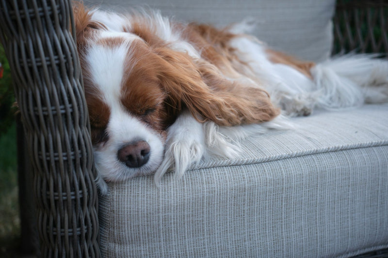 Do Calming Dog Chews Really Work? Are Calming dog bites effective? - Calmshops.co.uk