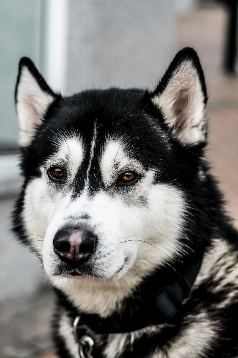 Dog E-Collars: Exploring Effective and Humane Training with Calmshops Vibrating and Citronella Spray Collars