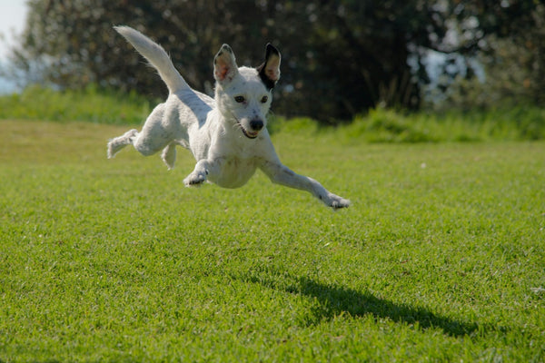 Dog Recall Training: Essential Tips and Top Products