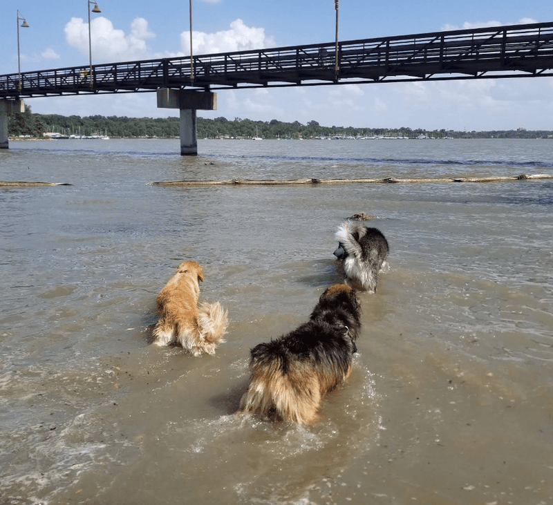 Dog Swimming in Texas: 5 Best Places to Take Your Dog for a Splash - Calmshops.co.uk