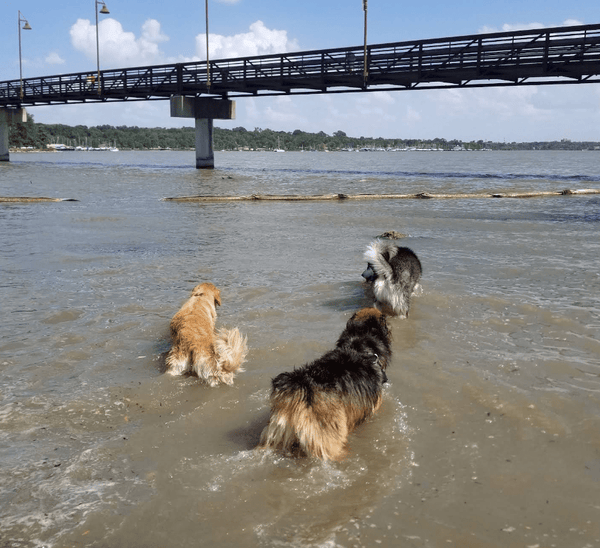 Dog Swimming in Texas: 5 Best Places to Take Your Dog for a Splash