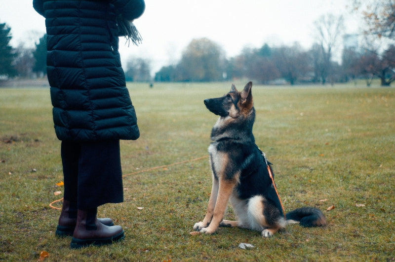 Dog Training Step by Step – Expert Advice from a Professional Dog Trainer - Calmshops.co.uk