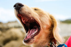 Are Citronella Bark Collars Safe? Complete Guide for Dog Owners in the UK