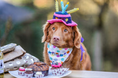 Best Ideas How to Celebrate Dog's Birthday: Fun Ways to Make Your Pup Feel Special