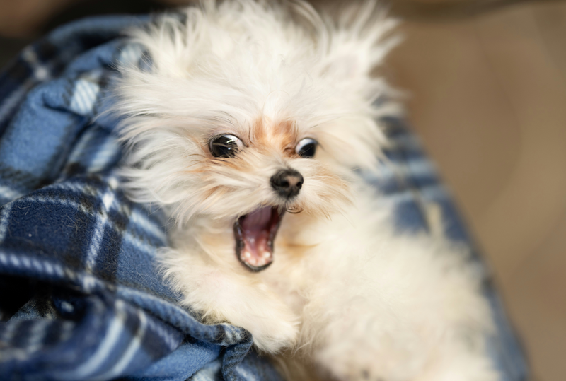 Dog Groomers Near Me in Belfast