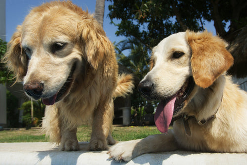 Best Dog Groomers in Gloucester